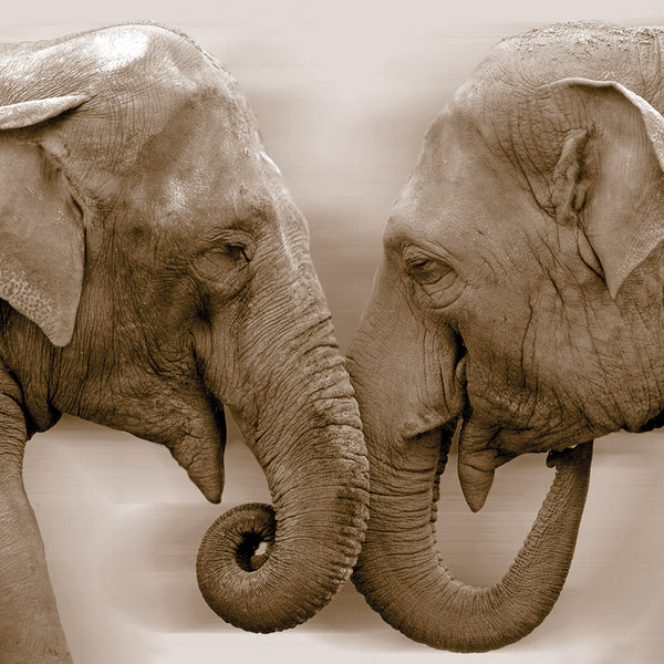 Elephants Kissing, Sepia (Square)