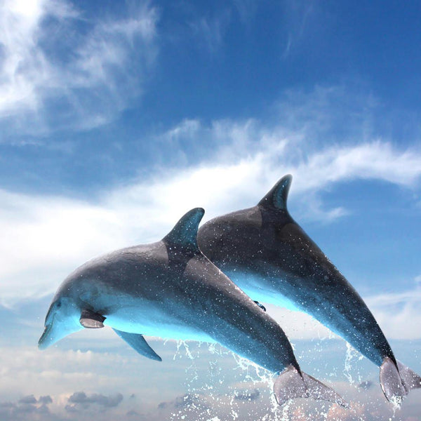 Flying Dolphins (square) Wall Art